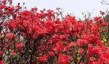 描写映山红的句子