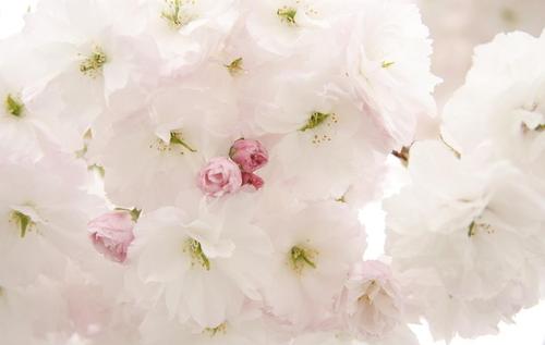 描述樱花之美的句子