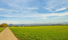 描写田野风光的句子