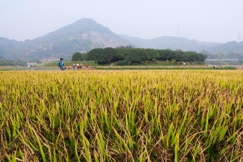 描述字段的句子