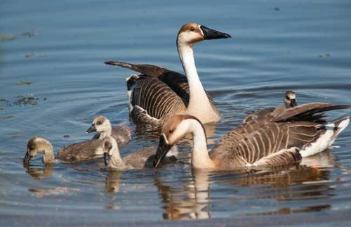 林庆轩：不飞南的野鹅