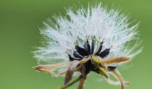 描写蒲公英的段落