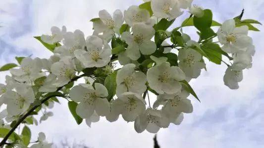 很好地描述了梨花