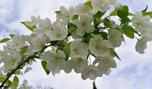 描写梨花的好段