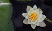 林清玄：快乐地活在当天