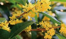 含有桂花的诗句