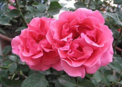 描述玫瑰花朵盛开的句子