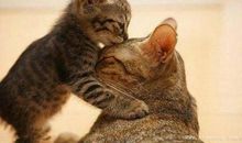 名人描写景物的优美句子