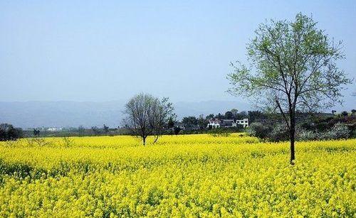 美丽的句子描述强奸花