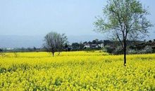 描写油菜花的优美句子