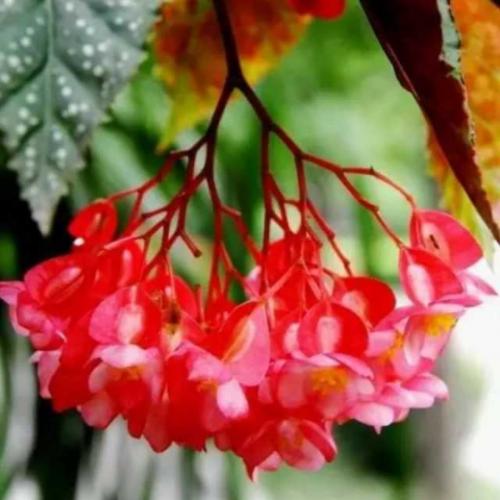 周邦彦：解育华·上原