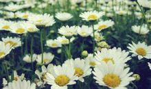 经典语录：有毒的草开好看的花，害你的人说好听的话