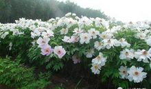 描写牡丹花的段落