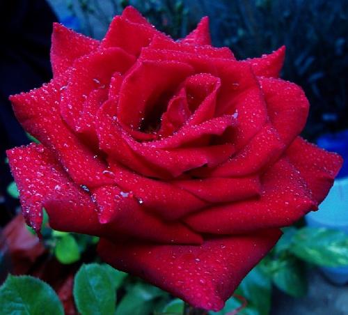 描述玫瑰花朵的段落