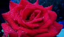 描写月季花的一段话