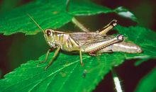 有关秃子脑袋当玩具的歇后语