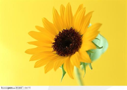 描述向日葵的美丽句子