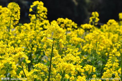 描述强奸花的一段