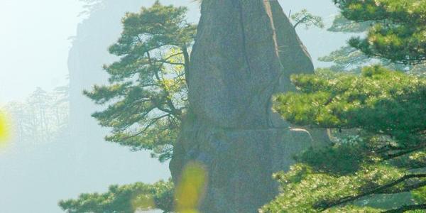 梦幻笔花在句子中