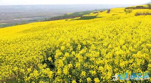 描述强奸花的一段