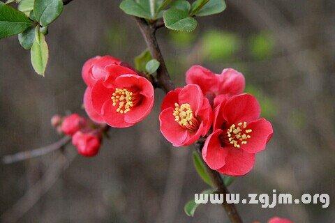 一个很好的部分描述了秋海棠花