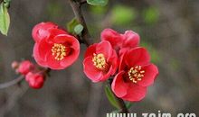 描写海棠花的好段