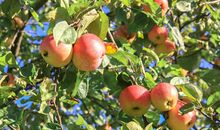 秋天的果实优美句子