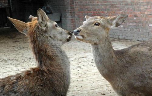 谢侯羽王霸看绿豆