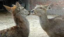 歇后语王八看绿豆