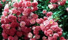 用繁花似锦造句