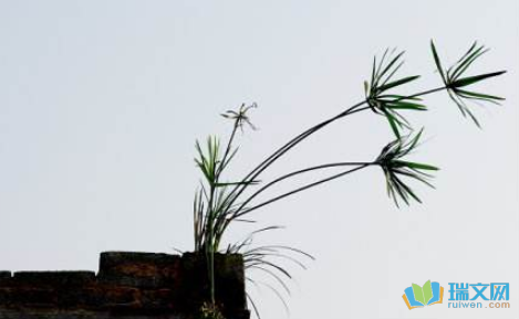 关于植物棉和小麦的寓言说法