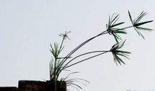 关于植物的歇后语-棉花&麦子