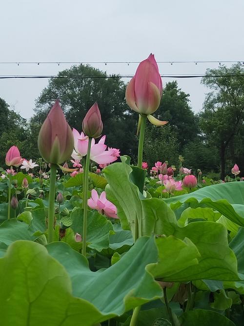 周邦彦：芮鹤仙
