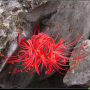 高三励志：绽放寂寞