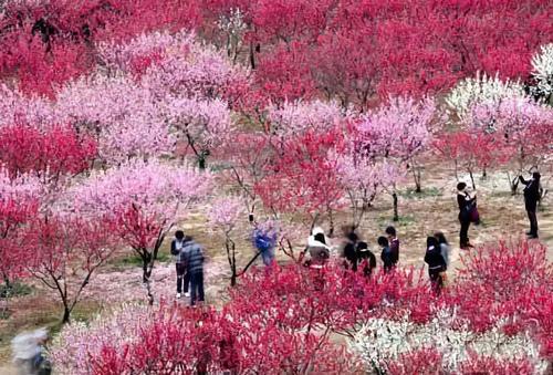描绘桃花森林的片段