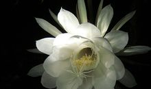 描写昙花开放的片段