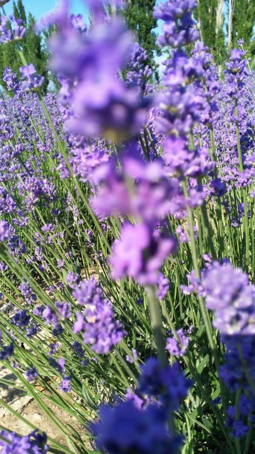 我赢得了名利，但是我没有成功，因为我失去了一生。