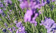 得了名利，也不成功，因为输掉了整个人生