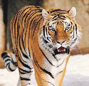 关于动物老虎的寓言词