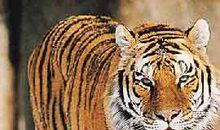 关于动物的歇后语老虎