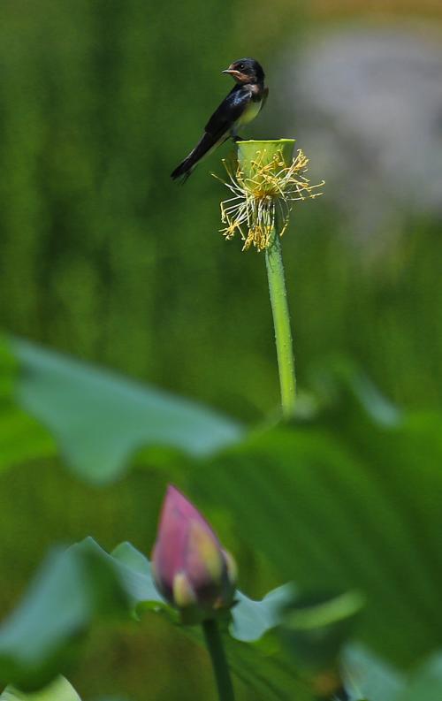 描述蜻蜓的句子