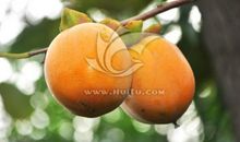 描写秋天果实的好段