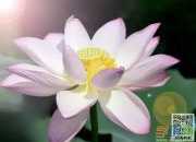 美丽的段落描述树木