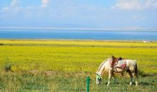 海子：七月不远