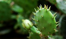 描写仙人掌的好段