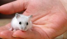 写物作文：小仓鼠