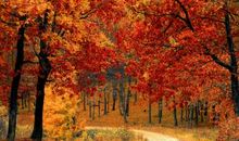 描写秋天的优美句段