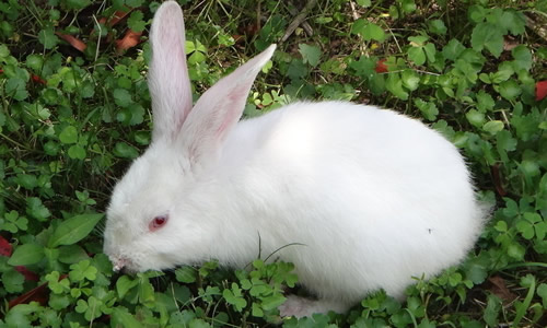 关于小兔子的一段