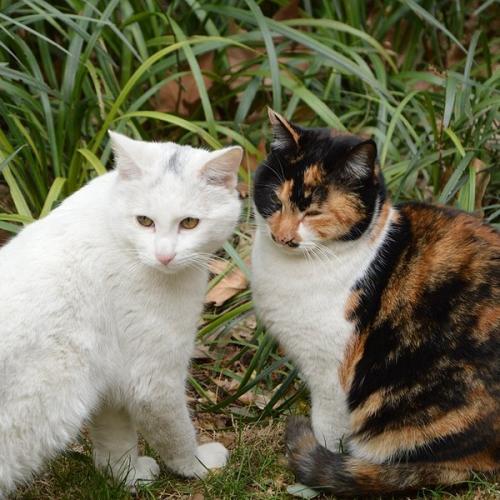 巴金：保护动物