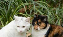 巴金：保护动物